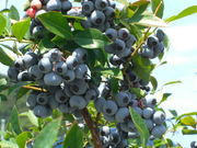 M's Farmの写真4