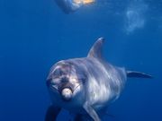 シリウスネイチャーツアーズの写真3