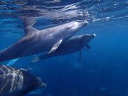 シリウスネイチャーツアーズの写真5