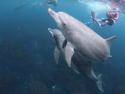 Diveing Servise P-FISHの写真4