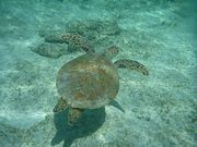 海宝館シーブルームの写真3