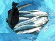 海釣り体験@レンタル釣竿【まるへい遊び隊】|受付:海辺の小さなお宿 まるへい民宿の写真4