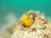 Diver's Cafeの写真3