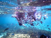 SUP・クリアカヤック Nice Time Okinawaの写真2