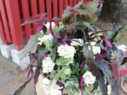 FloraRIEの写真4