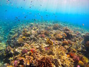 Dive Center Isles(ダイブセンターアイルズ)の写真2