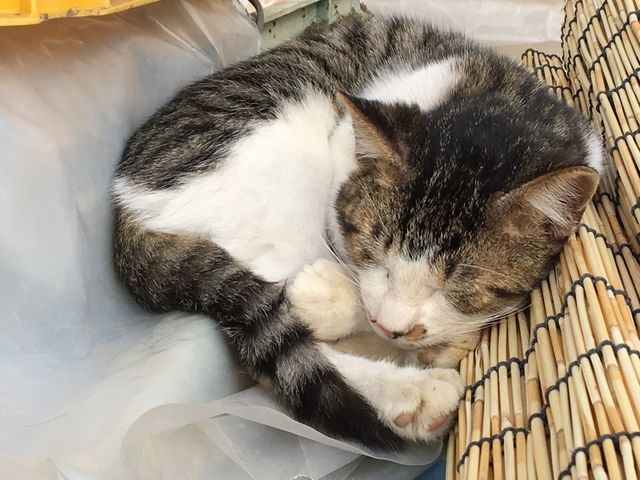 大関いちご園