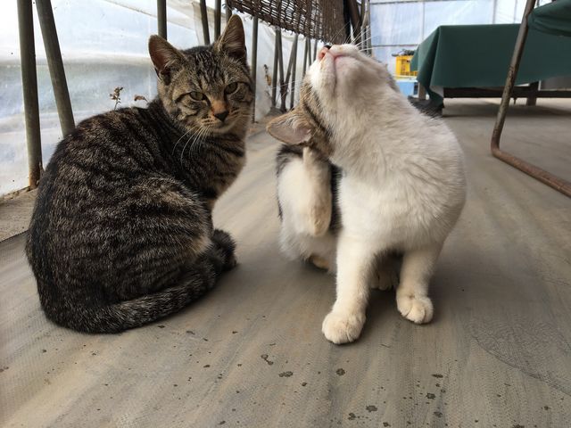大関いちご園
