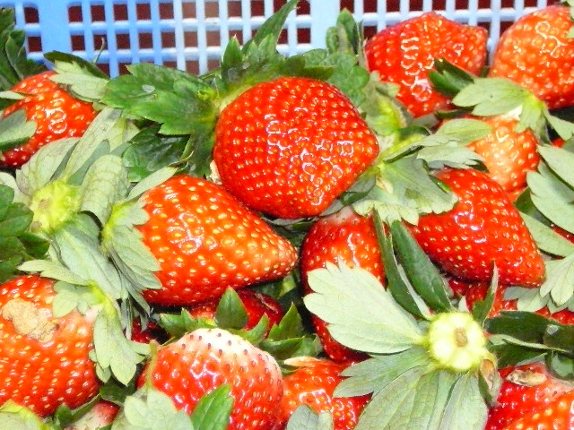 お土産用のイチゴもご用意しております。_石川いちご園