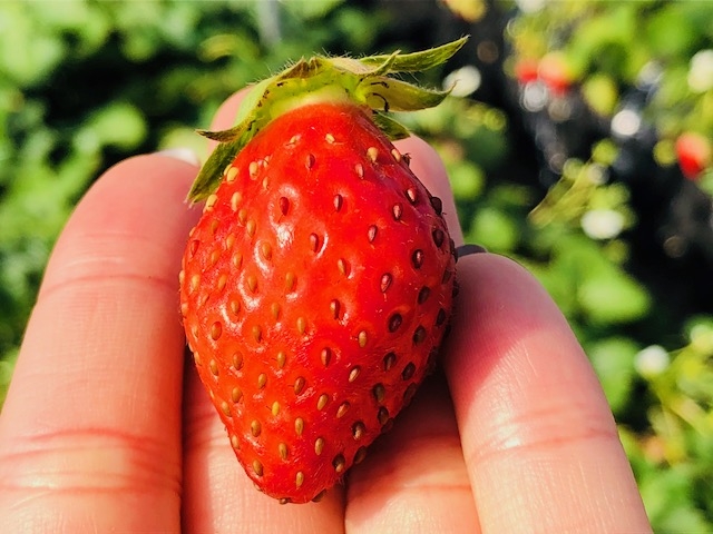 ヘタの下、首の部分が伸びているのが完熟の印☆_石川いちご園