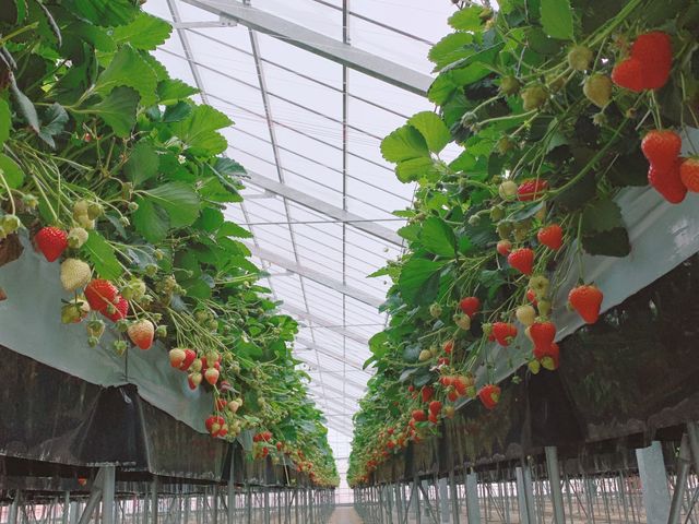 清潔感のある暖かなハウス内はイチゴがたくさんなっています♪_MIGAKI FARM(旧ICHIGO WORLD)