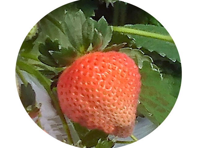 桃の香りが特徴的な桃薫(とうくん)もご用意してます_ドラゴンファーム