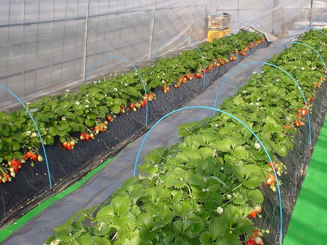 苺園かめハウス