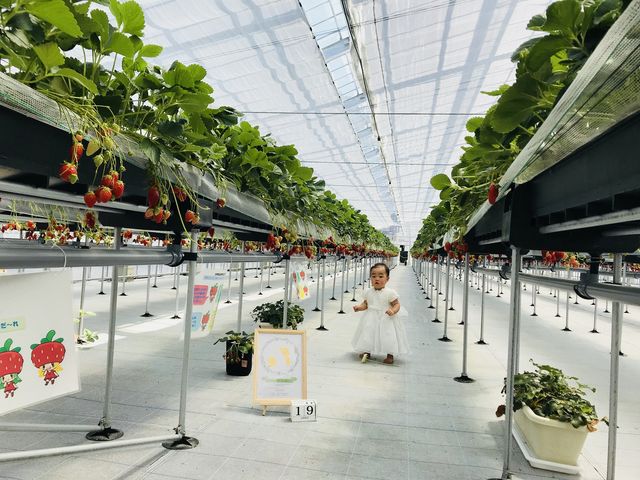 苺園いちごめぐり