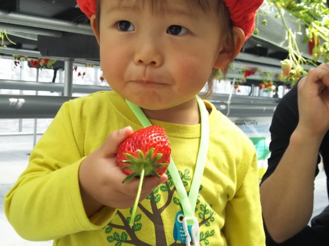 苺園いちごめぐり
