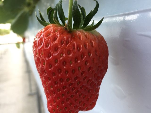 いちご畑 まっか