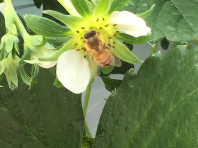 いちご畑 まっか