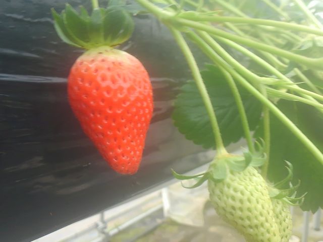 下笠いちご園