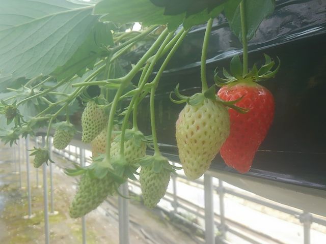 下笠いちご園