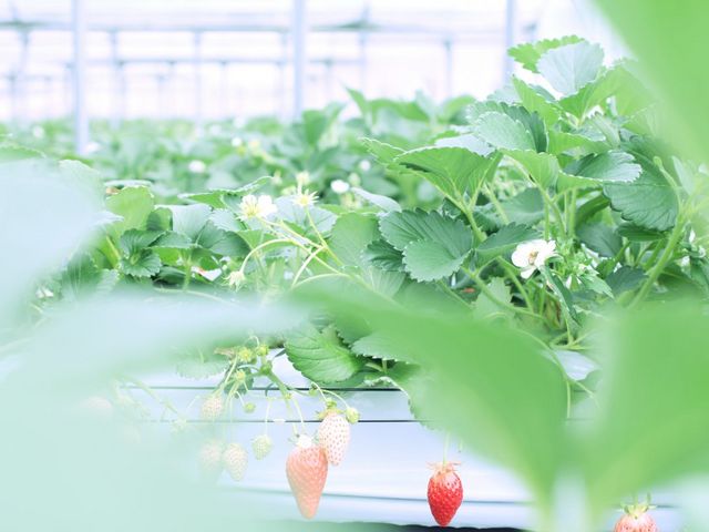 池本農園