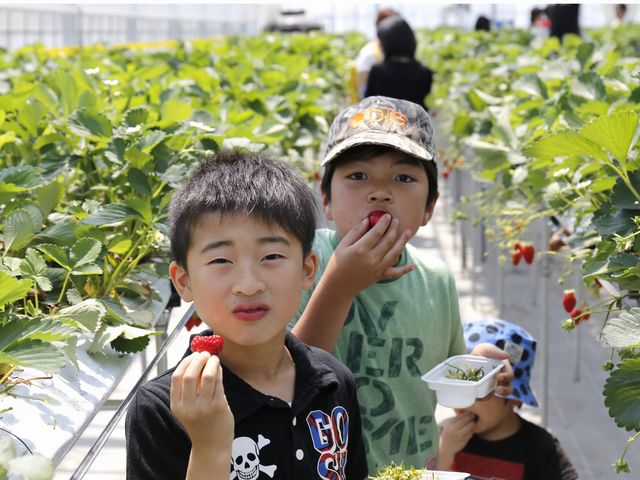 和田観光苺組合