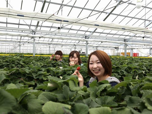 和田観光苺組合