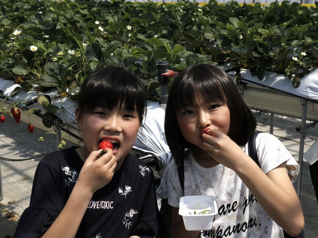 和田観光苺組合