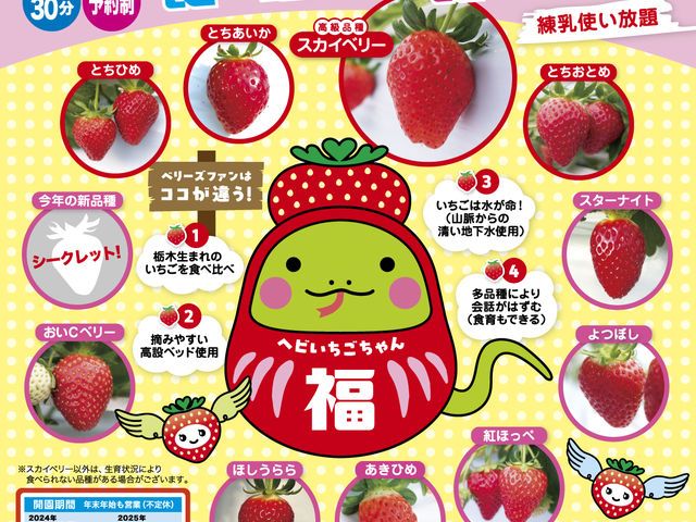 ベリーズファン