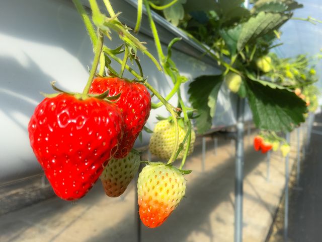 TomiBerryいちご農園