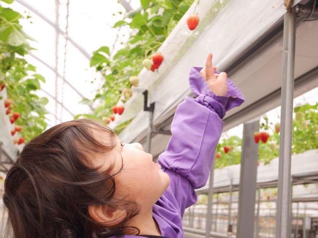 TomiBerryいちご農園