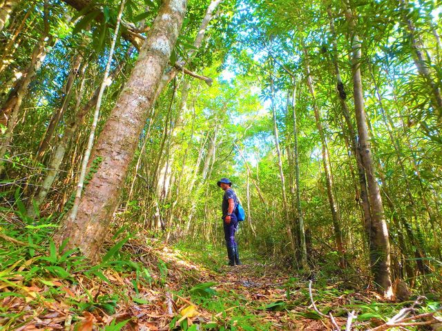 世界自然遺産を目指す沖縄本島北部。やんばるへ行こう!_やんばるエコフィールド 島風