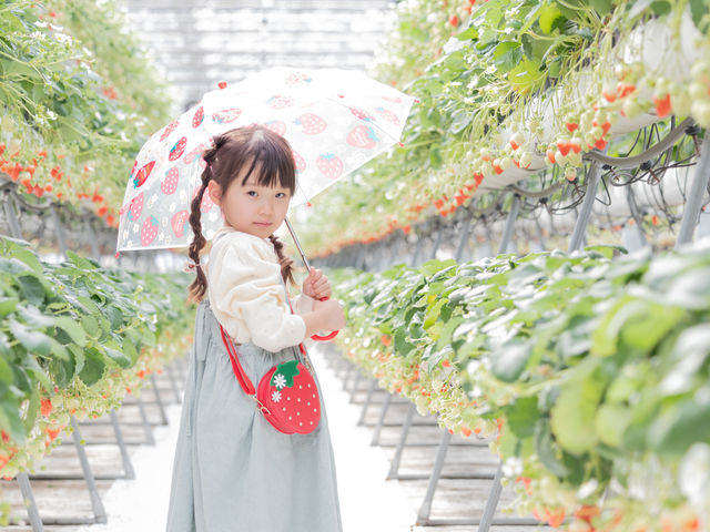 通路も広く、奥までいちごだらけなので、綺麗な写真も撮れます。_阿蘇健康農園