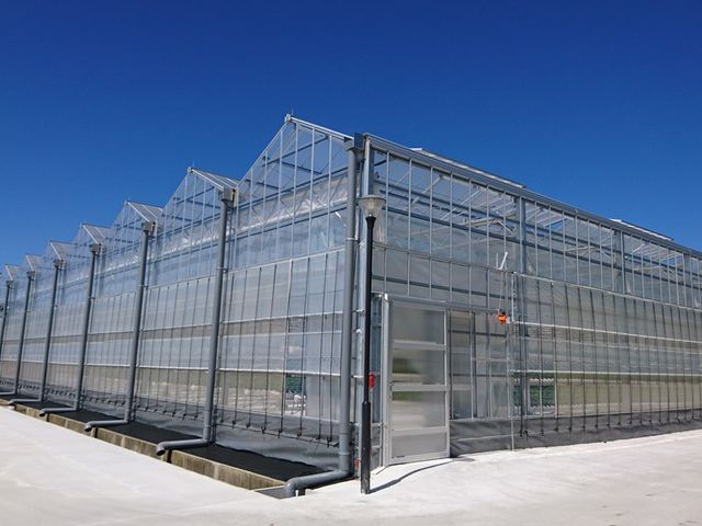 西日本最大級のハウス!
奥行120mの巨大ハウスでのいちご狩り!_阿蘇健康農園