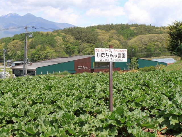かぼちゃん農園