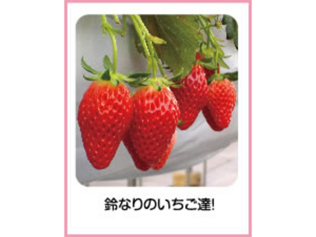 いちごドリーム江南