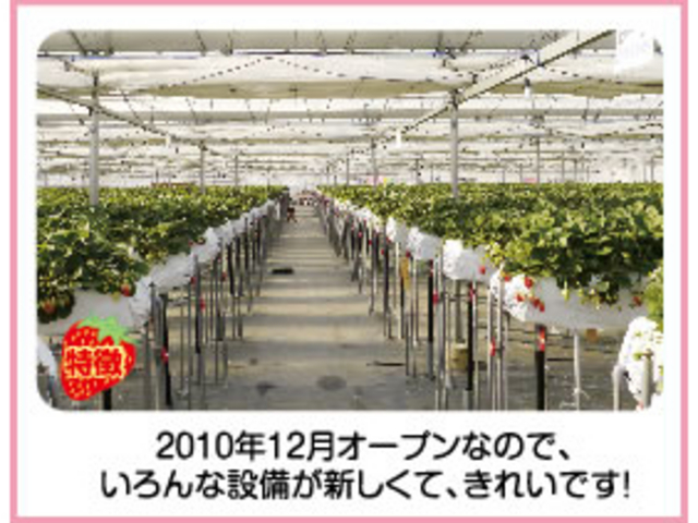 いちごドリーム江南
