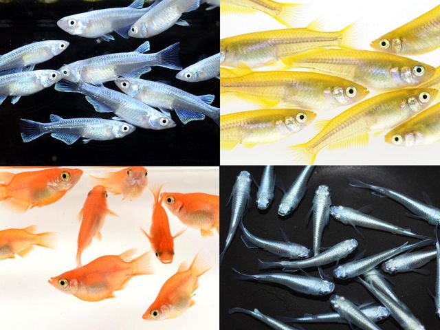 めだかの館で取り扱っている改良めだかです。_めだかの館