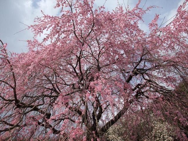 徒歩5分の場所にあるしだれ桜。_めだかの館