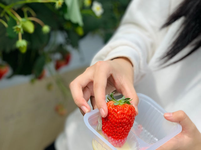 もちだ農園