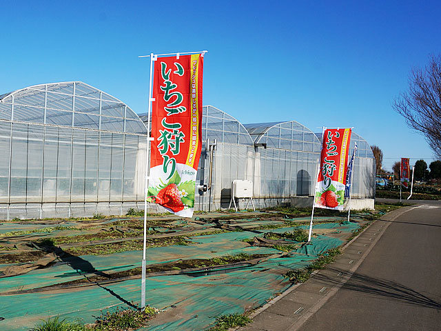 苺の時間 ひるま農園