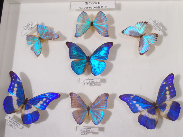 日本大学生物資源科学部博物館(骨の博物館)