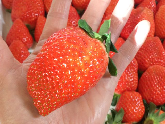 手のひらサイズの大きないちごも!_くぼいちご園