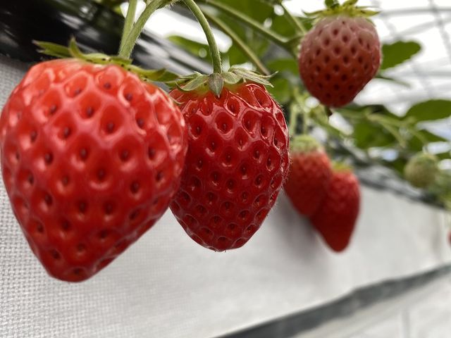 北村農園