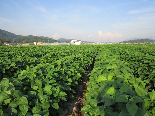 黒枝豆の畑です。_農事組合法人 丹波たぶち農場