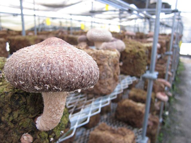 玉城ふれあい農園