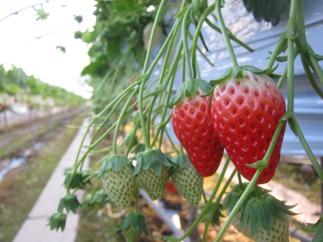 玉城ふれあい農園