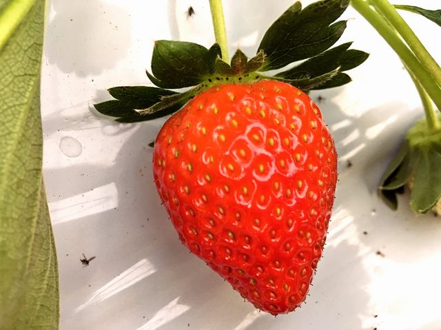 すぎやまいちご園