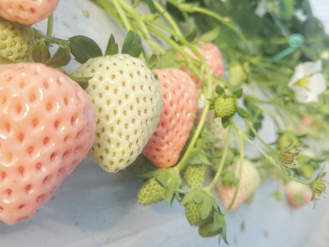 農Lifeいちごの村