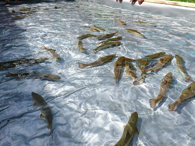 冷たい水に泳ぐ岩魚たち_福島県・会津・裏磐梯・キャンプ&ステーキBBQ体験 裏磐梯ウォーターパーク