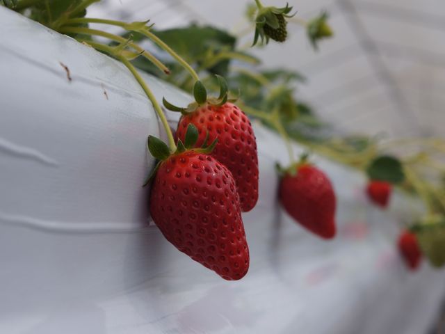 おいCベリーです!_34Garden(株)三豊 大宮店